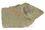 Red Selenopeltis Trilobite - Fezouata Formation #241208-1